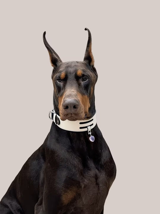 Doberman wearing a white crystal amethyst pet collar, neutral background, luxury pet accessory