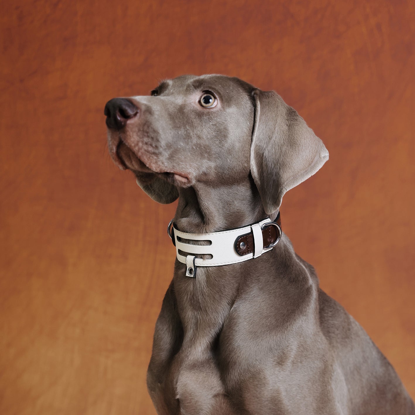 The Arca Pet Collar