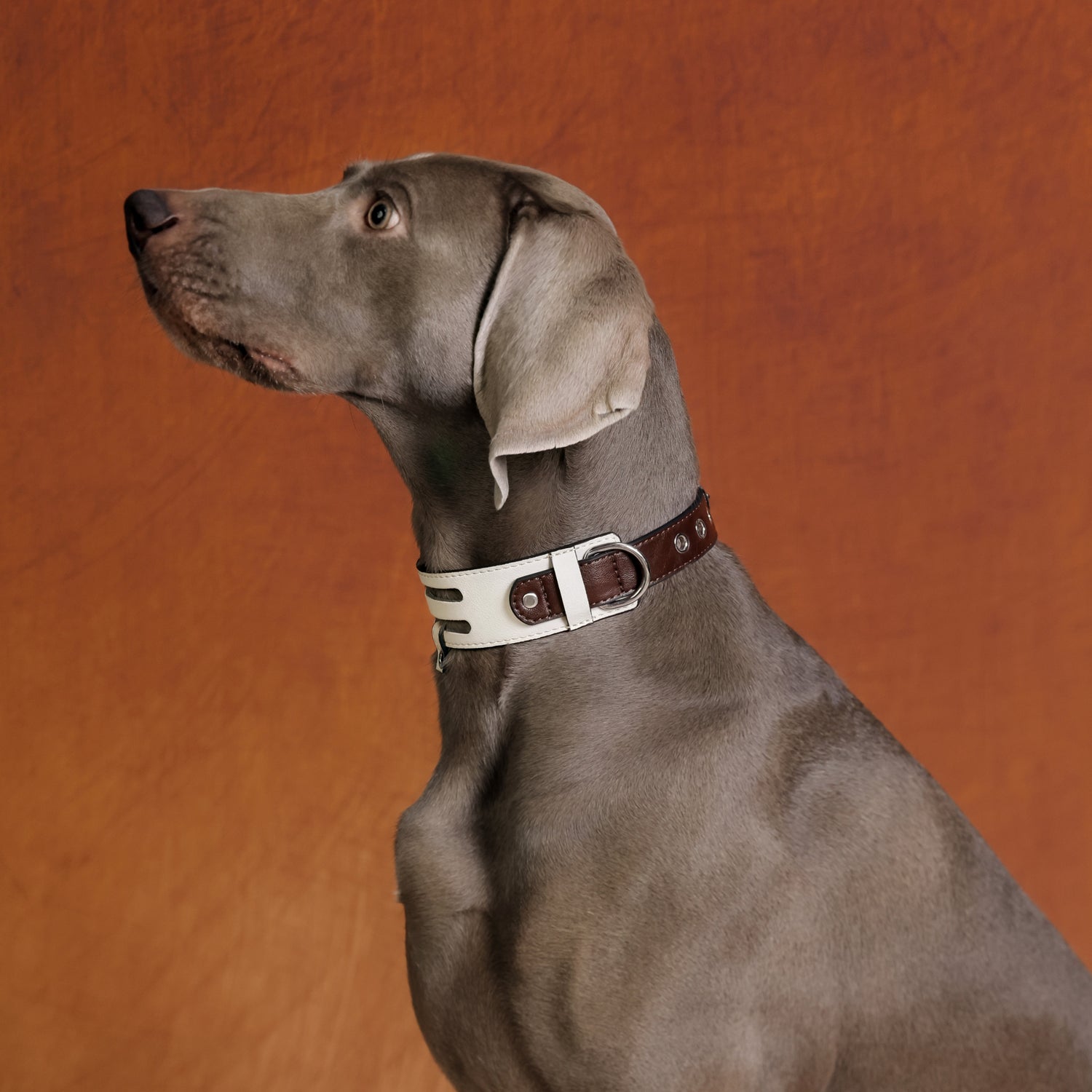 The Arca Pet Collar - S - Luxury Crystal Pet Accessories By Helio Paw